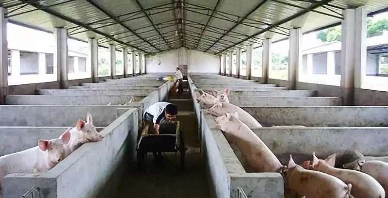 豬場空氣源熱泵地暖案例